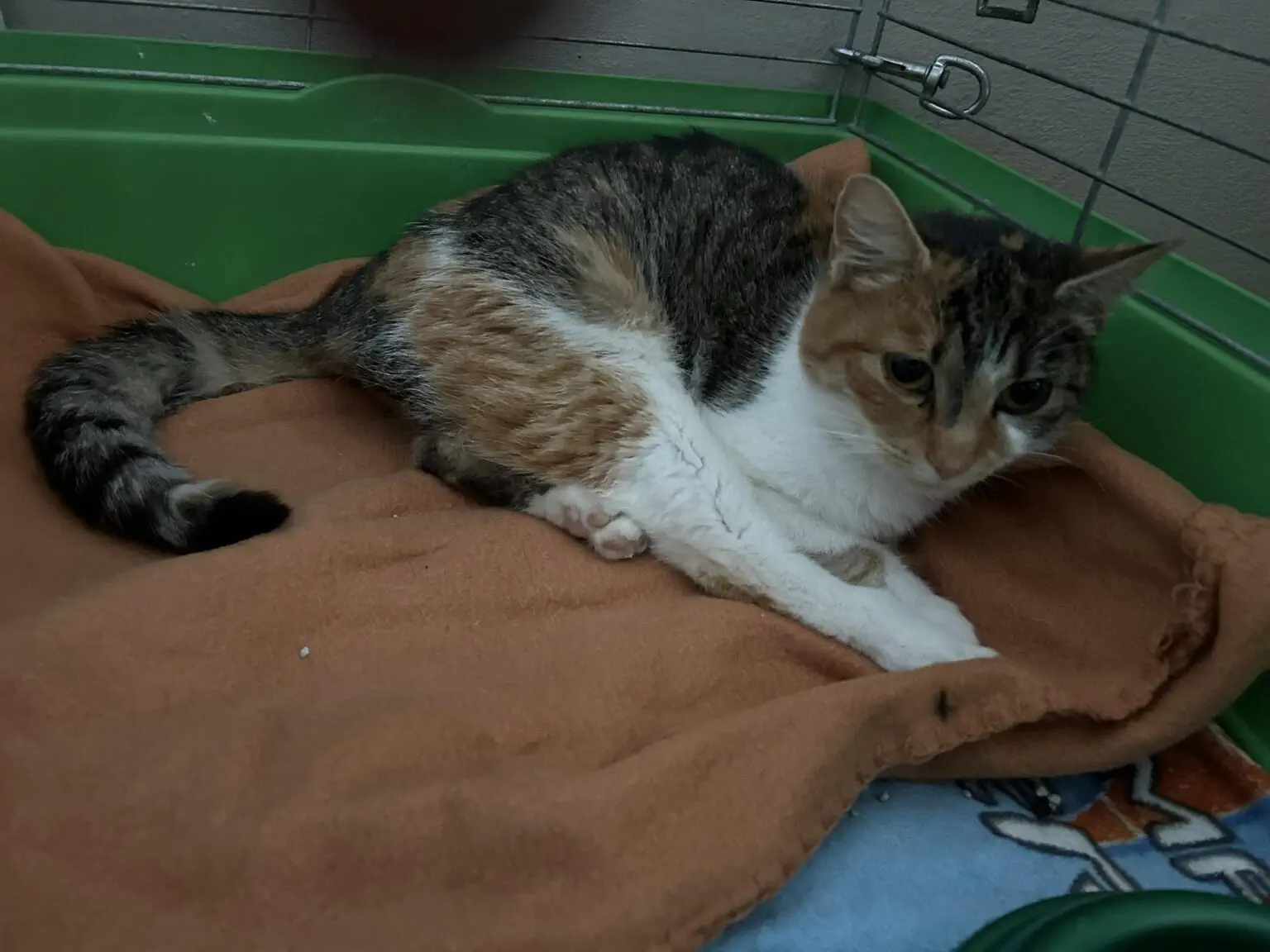 Kotka z terenu Gminy Świlcza