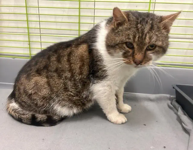 Kocur z Gminy Świlcza