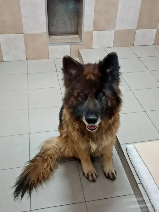 Suczka z Gminy Czudec