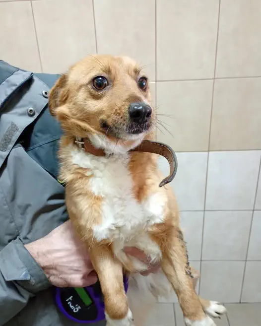 Suczka z Gminy Głogów Małopolski