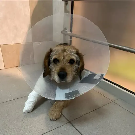 Do schroniska trafił pies