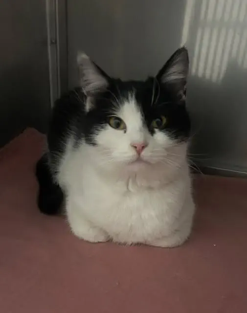 Kotka z ul. Podgórskiej