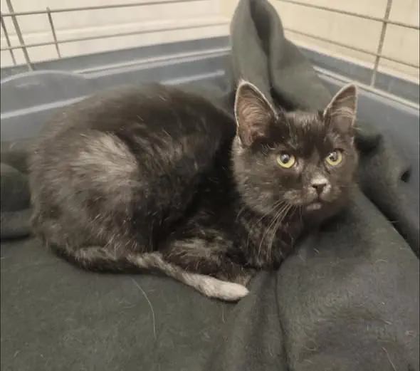 Kotka z ul. Szarych Szeregów