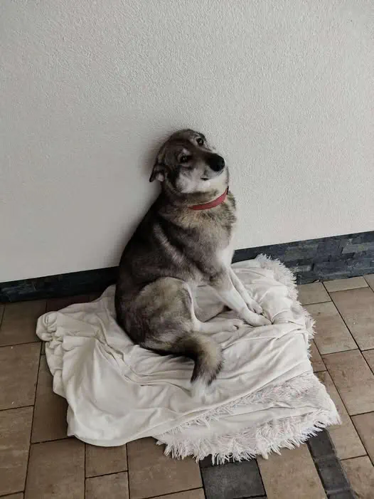 Piesek z Wysokiej Głogowskiej