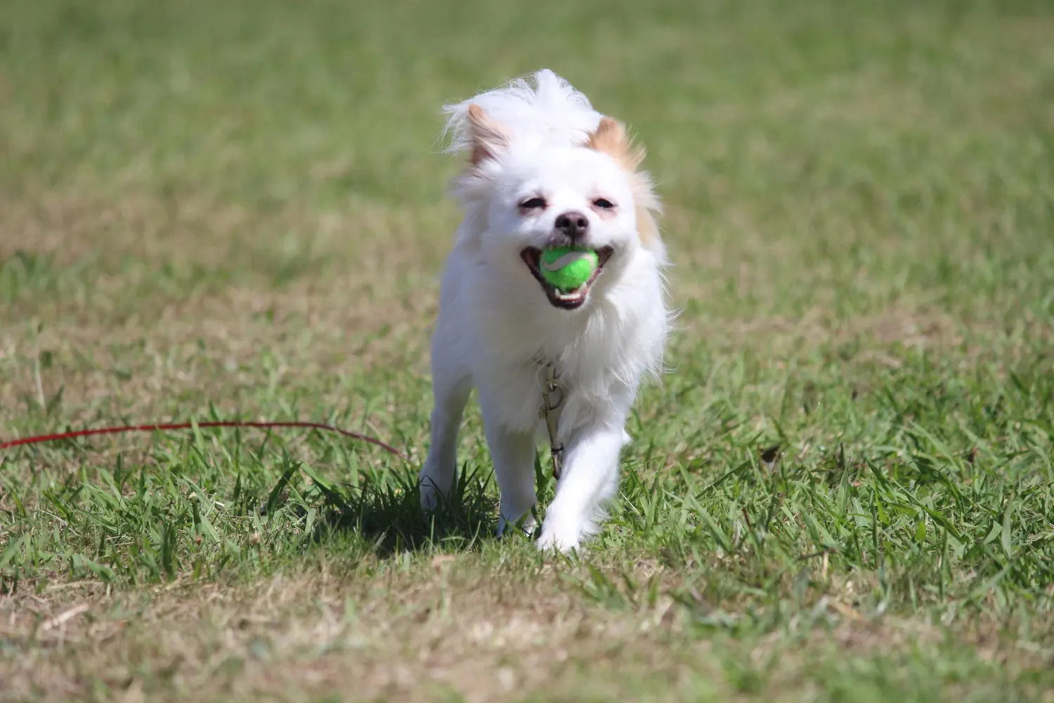 Jak wychować spokojnego i szczęśliwego psa?